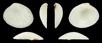 Gafrarium divaricatum