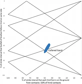 halsbandleguaan Crotaphytus