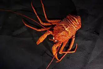 Galacantha subspinosa