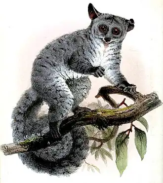 Otolemur crassicaudatus monteiri