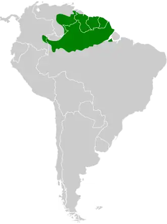 Geelsnavelglansvogel