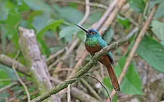 Koperborstglansvogel