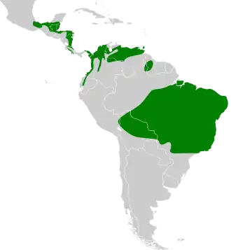 Roodstaartglansvogel