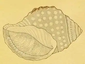 Galeodea leucodoma