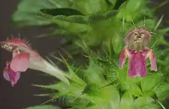 Gespleten hennepnetel