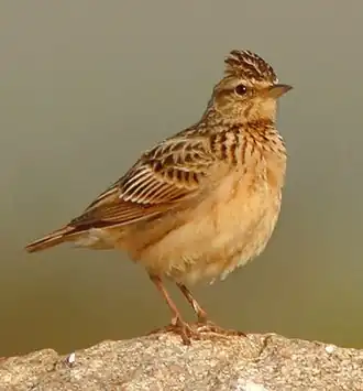 Sykes' kuifleeuwerik