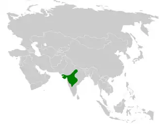 Sykes' kuifleeuwerik