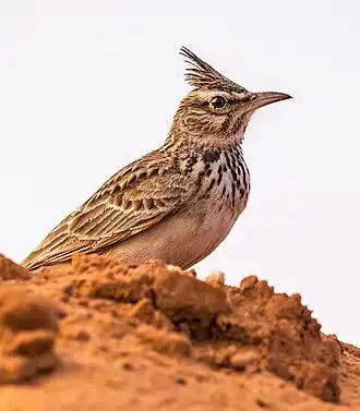 Langsnavelkuifleeuwerik