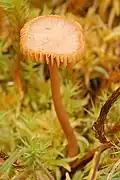 Galerina cinctula