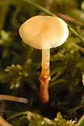 fGalerina sphagnorum