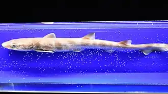 Breedvinzaagstaartkathaai