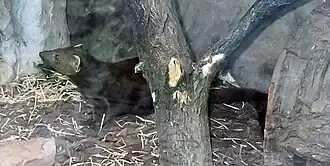 Ringstaartmangoest (Galidia elegans) in Saarbrücker Zoo