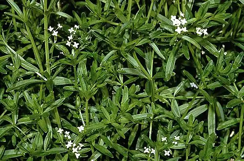 Galium elongatum