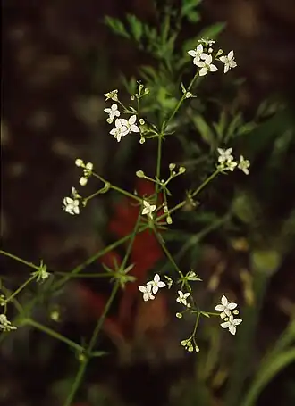 Galium pumilum - Kalkwalstro