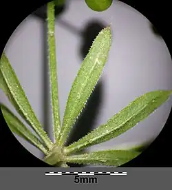 Bladeren en steunblaadjes