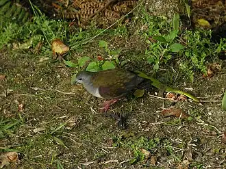 Beccari's patrijsduif