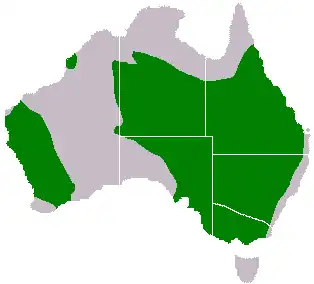 Australisch waterhoen