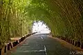 Goethals Boulevard in Gamboa is een tunnel van bamboe in 2011