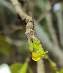 Bladknop met druppel gomhars