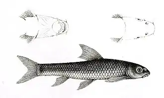 Garra makiensis