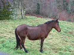Garrano, omgeving Gerês