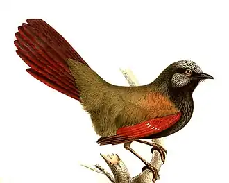 Roodvleugellijstergaai