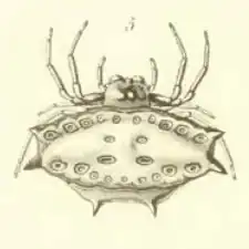 Gasteracantha gambeyi