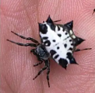 Gasteracantha kuhli