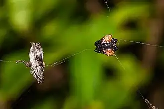 Gasteracantha mediofusca