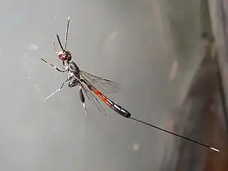 Gasteruption jaculator