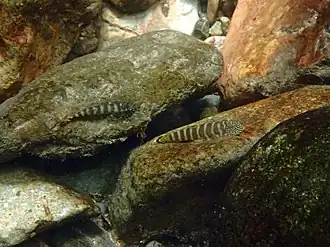 Gastromyzon viriosus