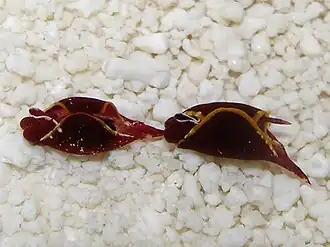 Gastropteron chacmol