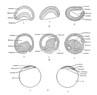 Gastrulatie en vorming van het entoderm in de drie soorten Chordadieren-embryo's. Alles weergegeven in de mediane sagittale doorsnede. A, lancetvisje (meroblastische, telolecithale, discoidale klieving); 1, begin van de instulping; 2, instulping voltooid; 3, voltooide gastrula met een wand van twee lagen, ectoderm en endoderm (entoderm), en een interne holte, de archenteron (gastrocoel).  In A3, B3 en C2 bevindt het voorste uiteinde van het embryo zich aan de linkerkant, het achterste uiteinde aan de rechterkant, het dorsale oppervlak boven, de ventrale onderkant.