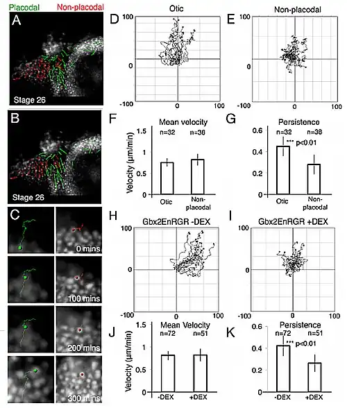 Gbx2-doelen zijn vereist voor gerichte celbewegingen in de oorplacode