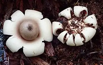Geastrum elegans