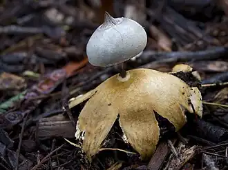 Geastrum pectinatum