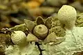 Geastrum subiculosum