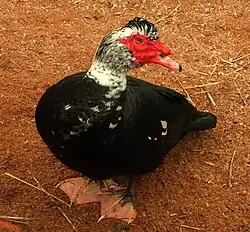 Gedomesticeerde muskuseend