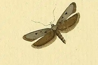 Gelechia asinella