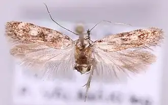 Gelechia sestertiella