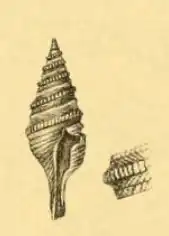 Gemmula graeffei