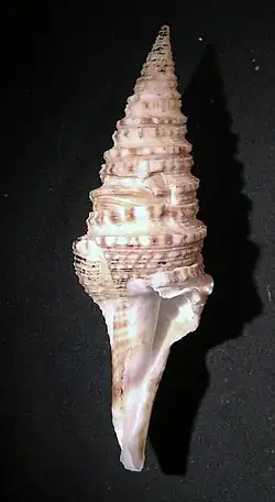 Gemmula hastula