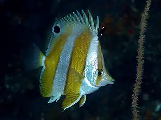 Chaetodon modestus