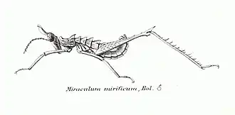 Miraculum