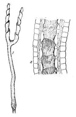 Genlisea aurea, overlangse doorsnede van de wortel