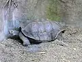 Een galapagos-reuzenschildpad
