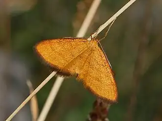 Idaea flaveolaria