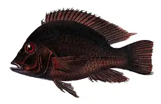 Geophagus obscurus