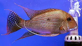Geophagus surinamensis