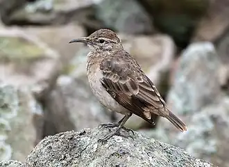 Diksnavelholengraver